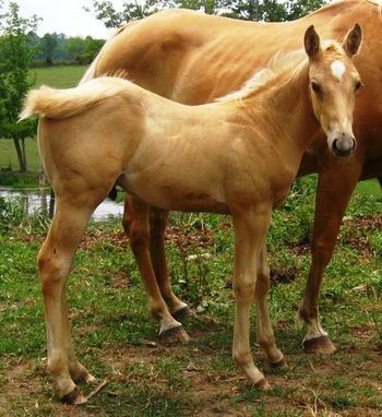 2011 AQHA Palomino colt. By our stallion Gunnin It and out of our mare Kennys Babe. His bloodlines go back to Tuffernhel, Playgun, Freckles Playboy, Smart Little Lena and Miss Silver Pistol. Come check him out! Flashy! SOLD!!!!
