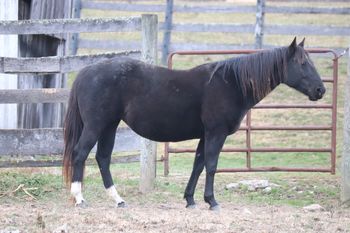 Playguns Smart Sugar. 2011 AQHA Black filly. She will be 14.3-15 hands when she matures. By Gunnin It and out of Big M Flamin Gay. Pedigree includes: Playgun, Sugar Bars, Miss Silver Pistol, Freckles Playboy, Smart Little Lena and Flamin Quincy Dan. 5 Panel N/N.