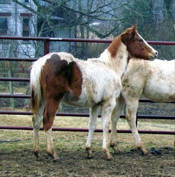 BetUCantKissMe. AKA: Petals. 2013 APHA Chestnut Paint Filly. By Kiss My Tonto and out of BetUCantBeatMe. $1200. This girl should be able to move! Dam is a money earner in barrels and poles. Her pedigree includes: Kiss My Zippo, Paint Me Zippo, Tonto Bars Hank, Double L Straw, Bear Cat, Tonto Bars Q-Ton, Sonny Destiny, Sonny Dee Bar, Sky Bug Bingo and Win Or Lose. SOLD! Thank you Travis and Sheena...the girl got a great home!
