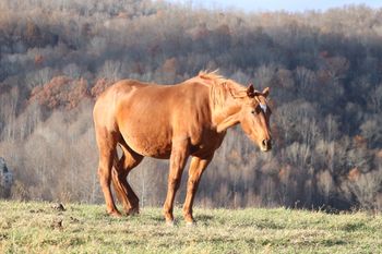 Chickasha Kitty. 2006 AQHA Chestnut mare. 15.1 hands. By Smart Lil Highbrow and out of Chickashas Starlight. This mare has been added to our broodmare band and we are very excited to have her! She is currently bred to Gunnin It for a 2014 foal. Her pedigree includes: High Brow Hickory, Grays Starlight, Smart Little Lena, Spooks Jazzman, and Chickasha Dan. 5 panel N/N.