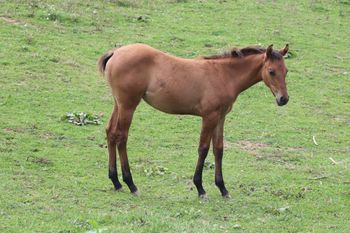 Nala. 2020 AQHA Dun Filly By ATV and out of Playn Smart Hancock. This is Envy's first baby and we could not be more pleased! She is personable, friendly and easy going on the eyes. Great bone and gosh, just so nice. I do not think she is roan, her dam is, but she isn't homozygous roan. Pedigree includes: Playgun, Doc O Lena Twist, Blue Apache Hancock, Smart Little Lena, Flamin Quincy Dan and more. She is 5 panel NN and should mature to 15.1 hands. Priced at $2400. SOLD