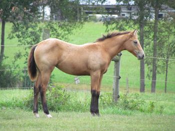 Cash N Flamin Guns. 2015 AQHA Bay/Buckskin Filly. By Gunnin It and out of Missin Flame. This girl is not for sale at this time. Pedigree includes: Playgun, Missin James, Dash For Cash, Miss N Cash, Smart Little Lena, Freckles Playboy and many more! Her full sister is a 1D barrel horse! SOLD!