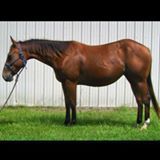 Playguns Trona Lena. 2012 AQHA Bay filly. By Gunnin It and out of Lil Foxy Cottontail. We are excited to keep this filly for our breeding program. She is well put together, quiet and has an awesome pedigree. On her papers: Playgun, Little Trona, Trona, Smart Little Lena. She is currently in NC to start her training with Ashlyn Lewis and Two Rivers Performance horses! This girl will be sold down there. Price will increase with training! SOLD!