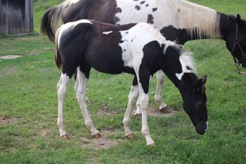 Justice. 2018 APHA Black Tobiano Colt. By Kiss My Tonto and o ut of Bugs Dash N Cherokee. This guy is homozygous paint! Both sire and dam have been tested. He is also 6 panel NN. I expect him to mature to 15.1 hands. Pedigree includes: Kiss My Zippo, Paint Me Zippo, Zippo Pine Bar, Mighty Specks, Sonny Dee Bar, The Major Hitter, High Noon Tex and many more. This guy is bred to be an all arounder! Priced at $2200. SOLD! Thank you Brenda!