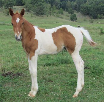 2012 APHA Chestnut tobiano colt. By Gunnin It and out of BetUCantBeatMe. This guy is super stocky! Pedigree includes: Playgun, Smart Little Lena, Freckles Playboy, Miss Silver Pistol, Double L Straw, and Tonto Bars Hank. SOLD!