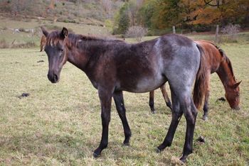 Lark. 2019 AQHA Blue Roan Filly. By Wrss Wyohancockgunnr and out of Playguns RuggedTwist. This filly is bred amazingly! Nothing but really great horses in her papers. Should mature to 15.1 hands. Pedigree includes: Playgun, Doc O Lena Twist, Peppymint Twist, Rugged Lark, Blue Apache Hancock, Smart Little Lena and Wyo O Blue. 5 panel NN. Priced at $2400. SOLD!
