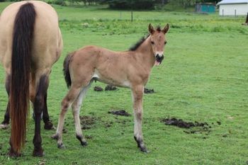 2022 AQHA Bay Dun Roan Filly. By Wrss Wyohancockgunnr and out of Dash For Pistol. This girl will be thick and easy going. She should mature to 15.1 hands. She is 4 panel NN through sire and dam. Her dam carries Herda, and that test is pending. Pedigree includes: Tuffernhel, Playgun, Smart Little Lena, Blue Apache Hancock, Wyo O Blue and more. SOLD.
