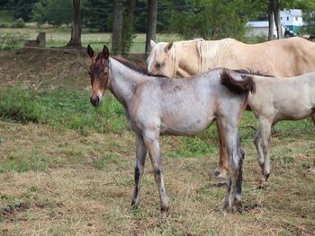 SMART TWISTD HANCOCK. 2021 AQHA Bay/Brown Roan FIlly. By Wrss Wyohancockgunnr and out of Tuff Twisted Chic. This chicky should be able to turn on a dime, cut a cow or pen a cow no problem. With her breeding you could go in so many different directions. Pedigree includes: Doc O Lena Twist, Peppymint Twist, Royal Silver King, Blue Apache Hancock, Wyo O Blue, Chukkar Maid and more. Should mature to 15.0 to 15.1 hands. 5 panel NN. Priced at $2600. SOLD!