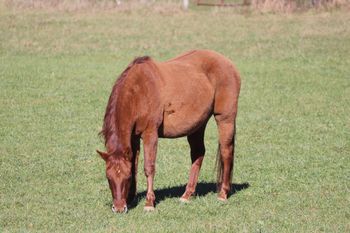Rainy Day Jazarey. 2005 Red Dun mare. By El Royal Rey and out of Rollickin Alexandria. We are excited to add her to our breeding program! She goes back to Docs Quixote, Smart Little Lena, Kings Starfire and many more on her papers. She is quiet and easy going! 4 panel N/N Herda carrier.