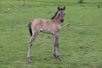 2022 AQHA Grulla Roan Filly. By Wrss Wyohancockgunnr and out of Freckles Silver Gun. This girl is flashy! Pedigree includes: Doc O Lena Twist, Playgun, Tuffernhel, Smart Little Lena, Royal Silver King, Blue Apache Hancock, Wyo O Blue and more. She should mature to 15.0-1 hands. She is 5 panel NN through sire and dam. SOLD