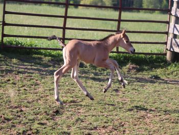 2021 AQHA Dun Roan Colt. By Wrss Wyohancockgunnr and out of Dash For Pistol. Should mature to 15 to 15.1 hands. His sire is 5 panel NN. His dam is 4 panel NN and Hrd/N. If this guy is going to someone for a gelding, this is a non issue. Herda carriers never express any sort of symptom, Herda is recessive. If by chance someone wanted to use him as a stallion prospect, I am more than happy to send the test in to see. He will make an absolutely nice, athletic gelding that should be able to go in any direction. He will be willing to please, super smart and just an all around nice horse. Pedigree includes: Playgun, Smart Little Lena, Tuffernhel, Blue Apache Hancock, Wyo O Blue, Chukkar Maid and many more. He is priced at $2800. SOLD!