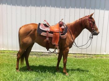 Playguns Playdate. AKA: Brandy. Solid Chestnut. AQHA Filly. 2010. No white! Out of our mare Dash For Pistol and by our stallion ATV. This filly has Playgun, Smart Little Lena, Tuffernhel, Freckles Playboy, and Peppymint Twist on her papers! She is now in training with Ashlyn Lewis in NC and being offered for sale. Contact us for more info! She is in reining training! $2500. Videos available upon request! SOLD! Thank you Ashlyn for selling this wonderful filly!