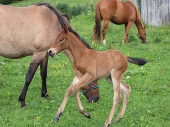 2021 AQHA Bay Filly By ATV Out of Playn Smart Hancock. 5 panel NN Should mature to 15 to 15.1 hands. This filly is big, pretty, leggy and just nice. I do believe she is a bay versus bay dun, she does have a dorsal, but I am pretty sure it is countershading. Pedigree includes: Doc O Lena Twist, Peppymint Twist, Playgun, Smart Little Lena, Blue Apache Hancock and Royal Silver King. This girl should be able to do it all! Athletic, smart and willing to please. Priced at $2700. SOLD!