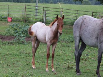 SEEKN GUNS N CASH. 2021 AQHA Red Roan Colt. By ATV and out of Blue Apache Seeker. This guy is a stunner! It has been since 2006 since we have had a red roan foal. Blueberry knocked it out of the park! Pedigree includes: Doc O Lena Twist, Peppymint Twist, Royal Silver King, Blue Apache Hancock, Wyo O Blue and more. 5 panel NN. Should mature to 14.3 to 15 hands. $2600. SOLD.