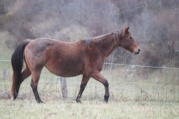 Seekin N Twistin. Rosemary. 2013 AQHA Bay Roan Filly. By ATV and out of Joy's Flame. This girl is tall and stocky! She is also VERY ROANY and quiet! Pedigree includes: Doc O Lena Twist, Peppymint Twist, Doc Frostline, Miss Frostline, Mr Frostline, Royal Silver King, Doctressa, and Doc's Jack Frost. 5 Panel N/N