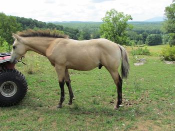 2014 AQHA Buckskin Colt. By Gunnin It and out of Seekin Prissyboots. This guy is very sweet and personable! We are so happy with him! He is as wide as he is tall and just a little mover and a shaker! He should mature to 15 hands. Pedgiree includes: Playgun, Docs Hickory, Freckles Playboy, Smart Little Lena, Doc Hollywood and many more! $1700. SOLD!!! Thank you Vicki, this guy is going to VA!