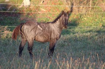 Blu. 2017 AQHA Blue Roan Colt. By ATV and out of Cee Day Pepto. This guy has the potential to make an excellent stallion prospect. With Doc O Lena Twist and Peptoboonsmal on his papers and 5 panel NN, you can't get much better. Not to mention his conformation and color. He is nice! Pedigree includes: Pepto Joe, Doc O Lena Twist, Peptoboonsmal, Royal Silver King, Freckles Twist, Mr Sun O Lena, Doc O Lena and Peppymint Twist. Priced at $2500. SOLD!