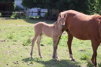 2022 AQHA Bay Dun Roan Colt. By Wrss Wyohancockgunnr and out of Playguns Smart Sugar. 5 panel NN. Should mature to 15 to 15.1 hands. He will be smart and easy going. These guys are always so willing to please. Rope him, reining him, cut him, pen on him or trail ride him. He will be able to do it all. Pedigree includes: Playgun, Smart Little Lena, Freckles Playboy, Wyo O Blue, Blue Apache Hancock, Chukkar Maid and more. Priced at $3300. SOLD