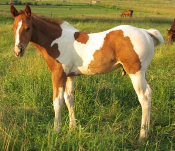 Griffindor (Griffin). 2012 APHA Chestnut Tobiano Colt. $900. By Kiss My Tonto and out of Doc's Cherry Queen. Pedigree includes: Kiss My Zippo, Paint Me Zippo, Sonny Dee Bar, Missin James, Jesse James, Dash For Cash, and Sonny Destiny. His 1/2 sister is in GA in cutting training and doing very well. All of Cherry's babies are very quiet and easy to get along with. SOLD!!