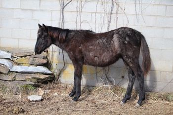 Wyo Blue Twist. 2017 AQHA Blue Roan Colt. By Wrss Wyohancockgunnr and out of Cross H Sixteen. This guy is huge! He is all legs! Pedigree includes: Peponita, Blue Apache Hancock, Leo Hancock Hayes, Gooseberry, Drews Hancock, Sugar Bars, Wyo O Blue and many more. This guy could be all around and is as sharp as a tack. He should mature to 15.2 hands easy. $2300. Congrats Pauletta on your win in our raffle!
