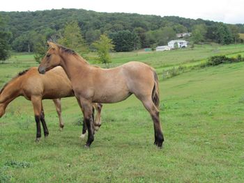 Smart Smokum Royal. Champagne. 2015 AQHA Bay Dun Roan Filly! By Wrss Wyohancockgunnr and out of Rainy Day Jazarey. This filly is very nice! She could also be homozygous dun! Pedigree includes: Smart Little Lena, El Royal Rey, Kings StarFire, Blue Apache Hancock, Leo Hancock Hayes, Wyo O Blue and many more. This girl will mature to 15.0-1 hands and be built like a tank. She will be very athletic, intelligent and easy on the eyes too! $2500. SOLD! Going to NC, thank you Mendy!