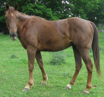 Heza Twist N Machine. 2005 AQHA Chestnut Gelding. By ATV. Greenboke, Intermediate Rider. He is by of our stallion ATV. He is out of our mare Coosa Te Lace. His pedigree goes back to Coosa Lad, Coosa, Doc O Lena Twist, Peppymint Twist, Royal Silver King. $1500obo. PRICE REDUCED!!! SOLD!!!