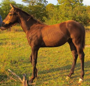 Twist. 2012 AQHA Black stud colt. By our stallion ATV and out of our mare Smart N Tuff Peppy. Pedigree includes: Smart Chic Olena, Doc O Lena Twist, Peppymint Twist, Tuffernhel, Royal Silver King, Smart Pep Olena, Peppy San Badger. This guy would make a great addition to a breeding program as well as any show ring. He out to be able to catch a cow! He is a mover and a shaker, and the greeter when you come out to the field! Come check him out! $1300. SOLD!!! Thanks Shalu and Leone!
