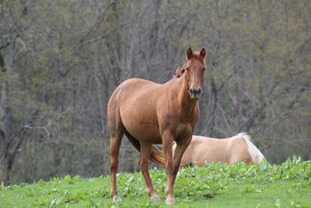 Tuff Twisted Chic. 2014 AQHA Chestnut Filly. By ATV and out of Smart N Tuff Peppy. This filly is bred for athleticism and speed! She will have on her papers: Doc O Lena Twist, Peppymint Twist, Smart Chic Olena, Smart Pep Olena and many more. She is not for sale at this time. We are so excited about her! 5 Panel N/N through both parents!