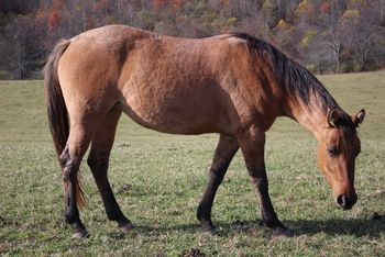Sugar Smokum Hancock. Aspen. 2016 AQHA Bay Dun Roan Filly. By Wrss Wyohancockgunnr and out of Gunnin Sugar. This girl is huge and such a power house! Her pedigree includes: Playgun, Smart Little Lena, Freckles Playboy, Blue Apache Hancock, Leo Hancock Hayes, Gooseberry, Plenty Try and many more. At this time she is not available for sale. She is also 5 panel N/N..