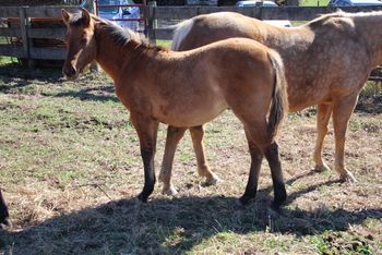 Josie. 2019 AQHA Bay Dun Roan Filly. By Wrss Wyohancockgunnr and out of Missin Flame. This chicky is a cutie! Chunky! Pedigree icnludes: Blue Apache Hancock, Gooseberry, Wyo O Blue, Missin James, Miss N Cash, Flamin Quincy Dan and more. 5 panel NN. Sold!