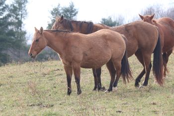 Smart Chics R Twistd. Chili Pepper. 2017 AQHA Bay Dun Filly. By ATV and out of Ring My Belles. She is not for sale at this time. She has Chic Please, Smart Chic Olena, Doc O Lena Twist, Royal Silver King and Freckles Playboy on her papers. Super, well built filly right here!