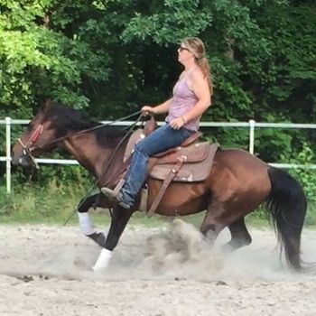 Gunnin It. 2000 AQHA Bay Gelding. He has been shown at an East Coast Cutters Competition and several Team Penning competitions. He has excelled in everything. He has been used for a trail horse, yes he is that quiet. He was professionally trained by Kolby Knox, and has over 8 months of cutting training in him. Pistol's sire, Playgun, is a wonderful horse and has won over $185,000 in NCHA earnings. Miss Silver Pistol has one over $512,000 in NCHA earnings, and we all are familiar with Freckles Playboy and Smart Little Lena. Freckles Playboy was the #2 all time leading cutting sire of the AQHA and siring the earners of over $29,000,000....Smart Little Lena has a phenomenal history in the world of cutting. This 1979 stallion is cutting's leading sire for the previous five years. His 524 money-earning offspring have won $9,563,193 from 1995 to 2000. That works out to an average of $18,250 per offspring. He is currently in NC, with Ashlyn Lewis at Two Rivers Performance horses where he will be sold. Anyone can ride this guy, he is broke, broke, broke!