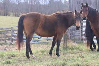 Smart Twisted Cash. Zesty. 2017 AQHA Buckskin Filly. By ATV and out of Missin Flame. Her pedigree includes: Missin James, Doc O Lena Twist, Sugar Bars, Royal Silver King, Freckles Twist, Dash For Cash and many more. This girl should mature to 14.3 hands. She is not for sale at this time.