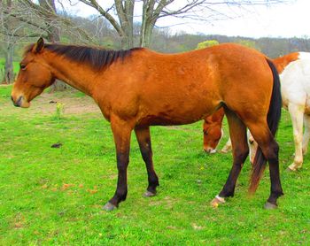 Smart Chic Gun. Also known as Chicy. 2009 AQHA Bay Filly. $1300. Flashy bay filly. By our mare Smart N Tuff Peppy and by our stallion Gunnin It. Come check her out...especially the pedigree. She has Smart Chic Olena, double bred Smart Little Lena, Playgun, Tuffernhel, Smart Daisy Date, and Freckles Playboy all on her papers! SOLD!! Thanks Ashlyn!!