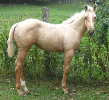 Holly. 2011 AQHA Palomino Filly. $900. By our stallion Gunnin It and out of our mare Electra Flash. Her bloodlines include: Playgun, Smart Little Lena, Freckles Playboy, Mocha Mint, Jesse James, War Bars Jessie, and Doc's Prescription. SOLD!!!!
