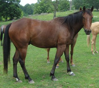 Peppys Twistin Te. 2005 AQHA Bay Gelding. Greenbroke, Intermediate Rider. By our stallion ATV. Out of Sheza Double Te. His pedigree includes Doublemint Straw, Doc O Lena Twist, Te N Te, and Royal Silver King. $1500 obo. SOLD!!!!