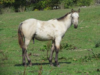 RoyalSilverCash. Cash. 2016 AQHA Buckskin Roan Colt. By Wrss Wyohancockgunnr and out of Twistn For Cash. This guy is flashy with some roan added! He should mature to 14.2-3 hands and be just as stocky and well buit as his parents. Pedigree includes: Doc O Lena Twist, Freckles Twist, Peppy San Badger, Missin James, Miss N Cash, Dash For Cash, Blue Apache Hancock, Leo Hancock Hayes, Gooseberry, Plenty Try and Wyo O Blue. Priced at $2500 and he is 5 panel N/N. SOLD! Thank you Adam!