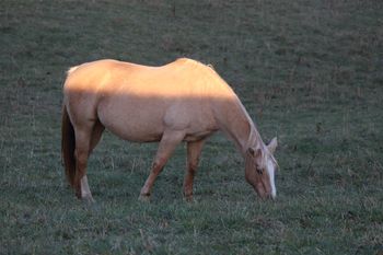 Electra Flash. 2003 AQHA Palomino Mare. 15.3 hands. She is by a stallion called War Bars Jessie and out of our old mare Mochas Coal Doll. Her bloodlines include: Leo Prescription, Doc's Prescription, Mocha Mint, Jesse James, and Cee Jay Holly. Foals tend to be quick learners, easy to handle and big! Her previous foals (all out of our bay stallions) Palomino, Black, Chestnut. She has also had a palomino by our Cremello. She has also had a palomino paint by our paint stallion. Her foals tend to be big, quiet, gentle, well put together and easy going. She is 5 panel N/N!