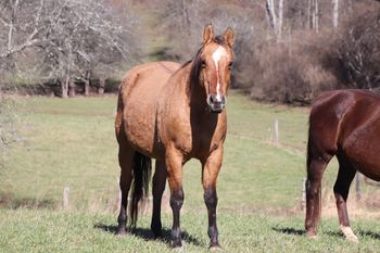 Ring My Belles. 2004 AQHA Dun mare. By Chic Please and out of Genuine Jezzabelle. Her sire has won over $200,000 in the cutting industry! She goes back to Smart Chic Olena, Genuine Doc and many more! We can't wait to see what she produces in the following years! Not for sale. 5 Panel N/N.