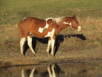 Smart Kissin Playboy. AKA: Zippo. $900. Chestnut Tobiano Gelding. APHA. 2010. This guy is by our stallion Kiss My Tonto and out of our mare Smart Daisy Gun. His pedigree includes: Playgun, Smart Little Lena, The Superhawk, Kiss My Zippo, Paint Me Zippo and Sonny Dee Bar. SOLD! Thanks Chelsea and Austin!