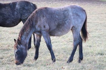 Guns Twist Me Up. Olive. 2019 AQHA Bay/Brown Roan Filly. By Wrss Wyohancockgunnr and out of Seekin N Twistin. This filly is huge! She is also HOMOZYGOUS ROAN! Yes, she has been color tested! Pedigree includes: Doc Frostline, Miss Frostline, Mr Frostline, Doc O Lena Twist, Peppymint Twist, Blue Apache Hancock, Gooseberry, Wyo O Blue. 5 panel NN. Should mature to 15.2 hands. 5 panel NN. $2400. SOLD!
