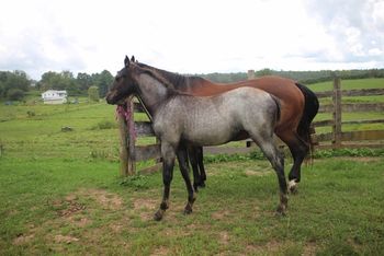 Kona. 2018 AQHA Blue Roan Filly. By Wrss Wyohancockgunnr Out of: Gunnin Sugar 4 panel NN Herda/N She will never express Herda, she is just a carrier. If you were to breed her, all you have to do is make sure she is bred to a NN stallion. Her performance will never be compromised. Pedigree includes: Playgun, Smart Little Lena, Blue Apache Hancock, Gooseberry, Wyo O Blue, Sugar Bars and many more. She will be quiet and easy going and no issue to train. She's a smart girl! Very quick too! Should mature to 15.1 hands. Her full sisters, which we kept are Envy and Aspen (2 dun roan fillies). Priced at $1800. SOLD!