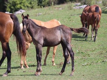 WYOGUNNRSRUGGEDTWIST. 2021 AQHA Blue Roan Colt By Wrss Wyohancockgunnr and out of Rugged Twisted Gun. Should mature to 15 to 15.1 hands high 5 panel NN. This is Latte's 2nd baby and she knocked it out of the park again! We originally thought this guy was blue, however...he has to be about the darkest grulla roan we have had to date. He will be easy going, friendly, smart, willing to please and should go in any direction. Pedigree includes some of the really greats: Rugged Lark, Playgun, Smart Little Lena, Freckles Playboy, Blue Apache Hancock, Wyo O Blue, and Chukkar Maid. Priced at $3200. SOLD