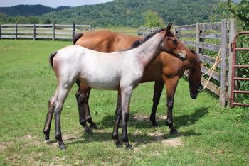 Smokum. 2018 AQHA Bay Roan Colt. By Wrss Wyohancockgunnr Dam: Larks Play Gun Pedigree includes: Playgun, Smart Little Lena, Rugged Lark, Miss SIlver Pistol, Blue Apache Hancock, Wyo O Blue, Gooseberry, Plenty Try and many more. This guy is so athletic (yes, I know I say that about everyone, but it is so true!). He can go in 2 different directions at once and not miss a beat. Should mature to 15.1 hands. 5 panel NN. $1900. SOLD! Thanks Rhonda and Kelly!