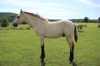 TJ. 2017 AQHA Dunskin/Buckskin Roan Colt. By Wrss Wyohancockgunnr and out of Seekin Prissyboots. This guy is a full sibling to Thelma...who we all know was quite the thick, beasty girl...and still is! This guy will be as well. He's already maybe a little bigger than what Thelma was when she was born. He will make that ultimate ranch horse prospect and will be able to go all day long. He is a buckskin roan too! Great pedigree and will have an awesome disposition. Pedigree includes: Blue Apache Hancock, Leo Hancock Hayes, Our Hide N Seeker, Goldseeker Bars, Leo, Three Bars, Sugar Bars, Gooseberry, Plenty Try, and many more. He is for sale :) He is also 5 panel N/N through parentage. Born 4/15/17. $2300 SOLD! Thank you Misty!