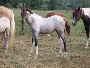 SMOKUM GUNNR BLING. Bling. 2021 APHA Grulla Roan Tobiano Filly. By Wrss Wyohancockgunnr and out of Bugs Dash N Cherokee. 6 panel NN. Should mature to 15.1 to 15.2 hands. She will be stocky. This girl is big and stunning. She is a sweetie already and seems to enjoy the attention. She will be smart and willing to please and be able to go in any direction. She would look cute English or Western and will be athletic enough to do both. Pedigree includes: Blue Apache Hancock, Wyo O Blue, Chukkar Maid, Mighty Specks, The Major HItter, Qton Apache Girl, The Major Hitter and more. $3200. Sold!