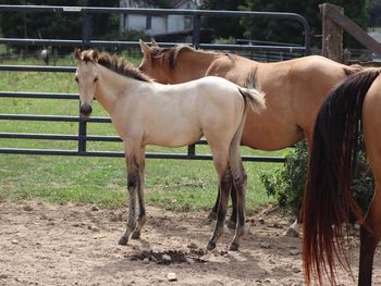 Twist In Free Bird. Birdie. 2021 AQHA Dunskin ROan Filly. By Wrss Wyohancockgunnr and out of Miss N Twist N Flame. Birdie is 5 panel NN. Per pedigree goes back to Blue Apache Hancock, Leo Hancock Hayes, ATV, Doc O Lena Twist, Peppymint Twist, Sugar Bars and more. Should mature to 15.1-2 hands. $3200. Sold!