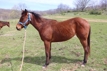 Dun Like It Twisted. 2018 AQHA Bay Filly. By ATV and out of Easy Hollywood Cash. Kali is a sweet filly that has the pedigree to go in any performance direction. Her pedigree includes: Hollywood Dun It, Doc O Lena Twist, Rocket Wrangler, Dash For Cash, Royal Silver King, Easily Smashed and many more. She leads, loads, picks up feet, easy to catch. She is also 5 panel NN through sire and dam. Should mature to 15 hands. $2500. Sold!