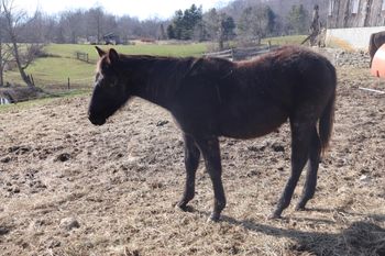 Boon. 2019 AQHA Black colt. By ATV and out of Cee Day Pepto. This guy is catty as they come and has the pedigree to back it all up. Peptoboonsmal, Doc O Lena, Doc O Lena Twist, Pepto Joe, Royal Silver King and more. Should mature to 14.3 hands. $2200. Sold!