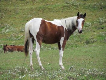 Holy Cow Kiss Me. 2015 APHA Bay Tovero/Tobiano Filly. By Kiss My Tonto and out of Kings Holy Poco. This filly is pretty special! She should mature to 15.1 hands. She is full of champions in her pedigree. Kiss My Zippo, Paint Me Zippo, Zippo Pine Bar, Kiblers Holy Cow, Kiblers Black Hawk, Sonny Dee Bar and many more. She has 1 blue eye on her left side. Priced at $1300. SOLD!
